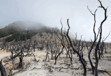 Gökyüzü Karardı, Yabanlar Sessiz: Bu Bir İklim İhanetidir!